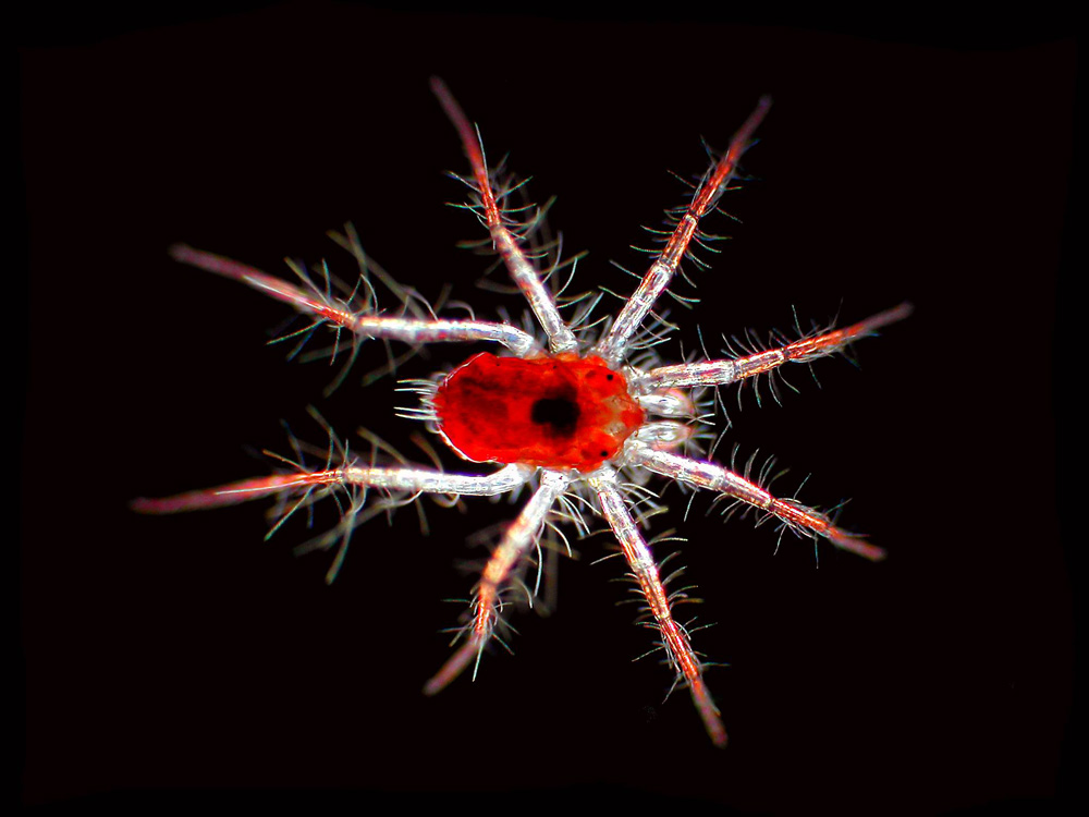Red Mite