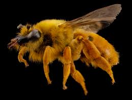 Bees